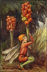 Lords and ladies flower fairies