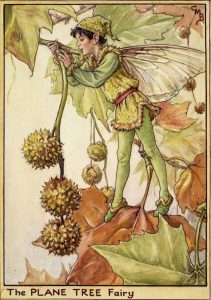 Plane tree flower fairies