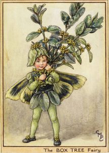 Box tree flower fairies