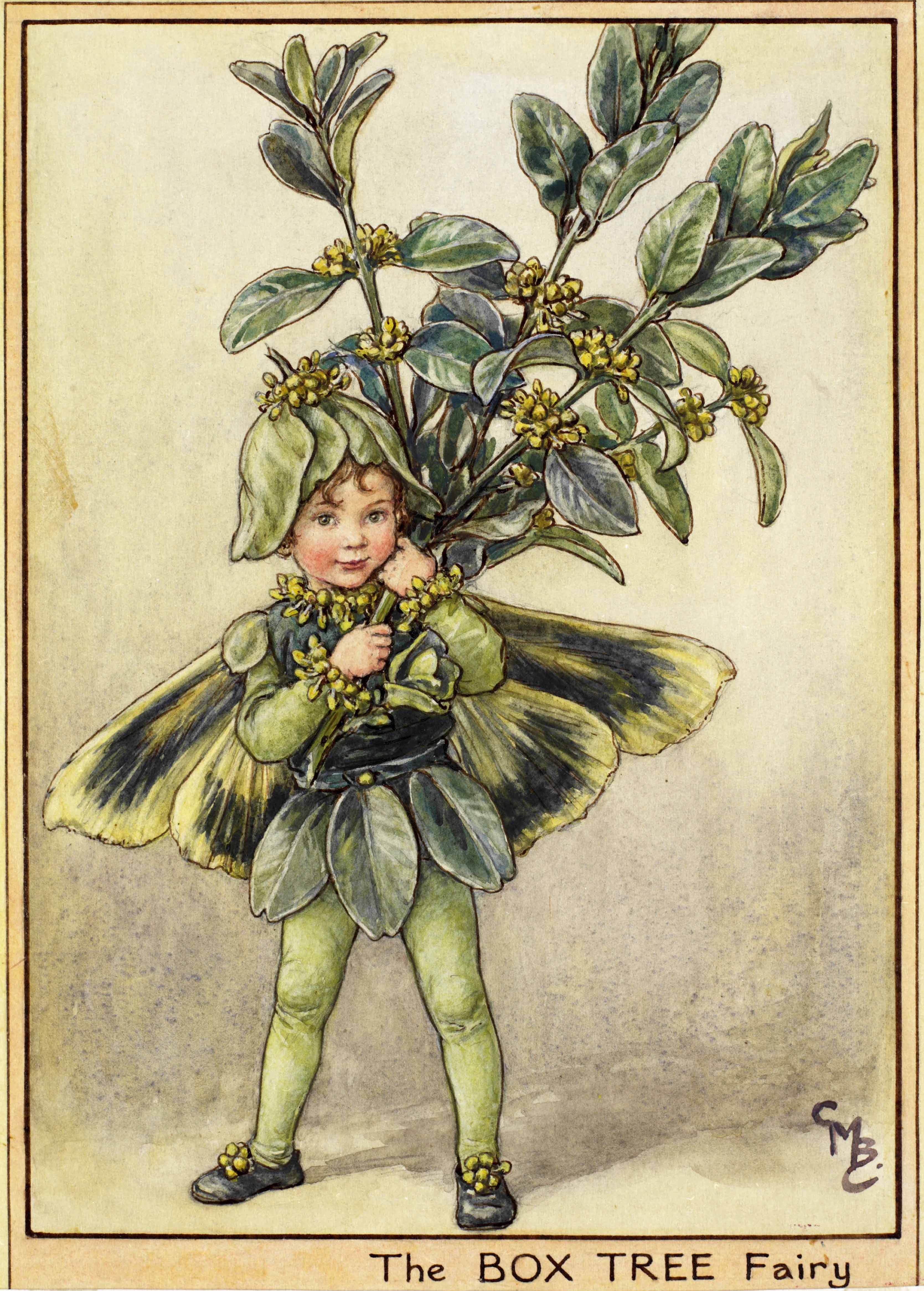 Box tree flower fairies