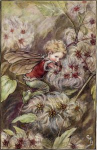Old-man's beard flower fairies
