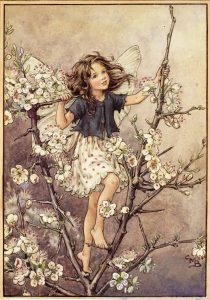 Blackthorn flower fairies